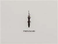 藏品(三錐象鼻蟲科)的圖片